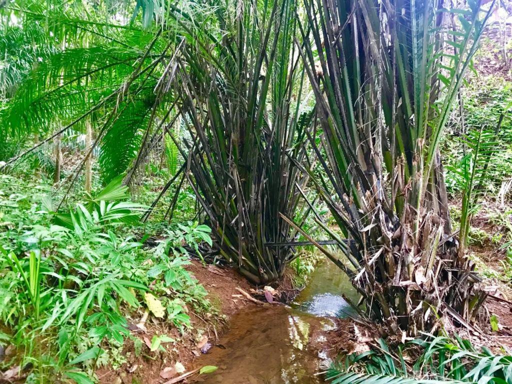 El Pulpo Safari Lodge Ojochal Eksteriør billede